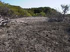 View of the eastern (windward) edge of the mangrove samp. Note expanse of cemented coral rubble in the foreground and more recent shingle rampart in the background.